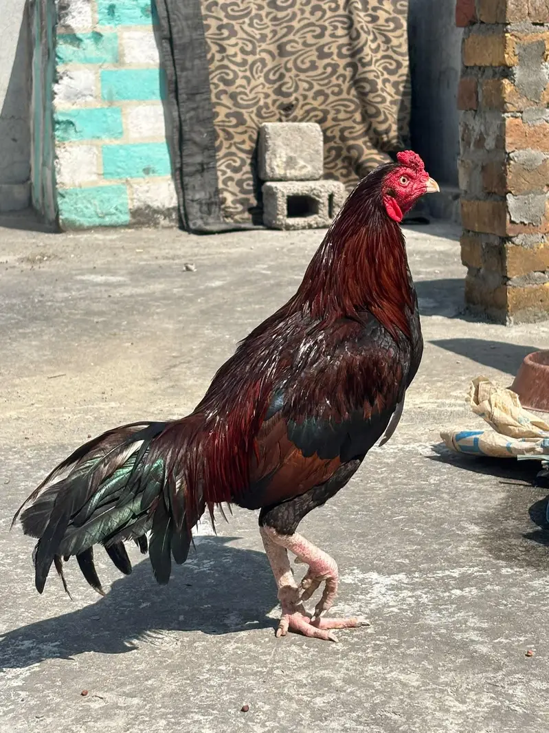 Top Quality Aseel birds — photo 3