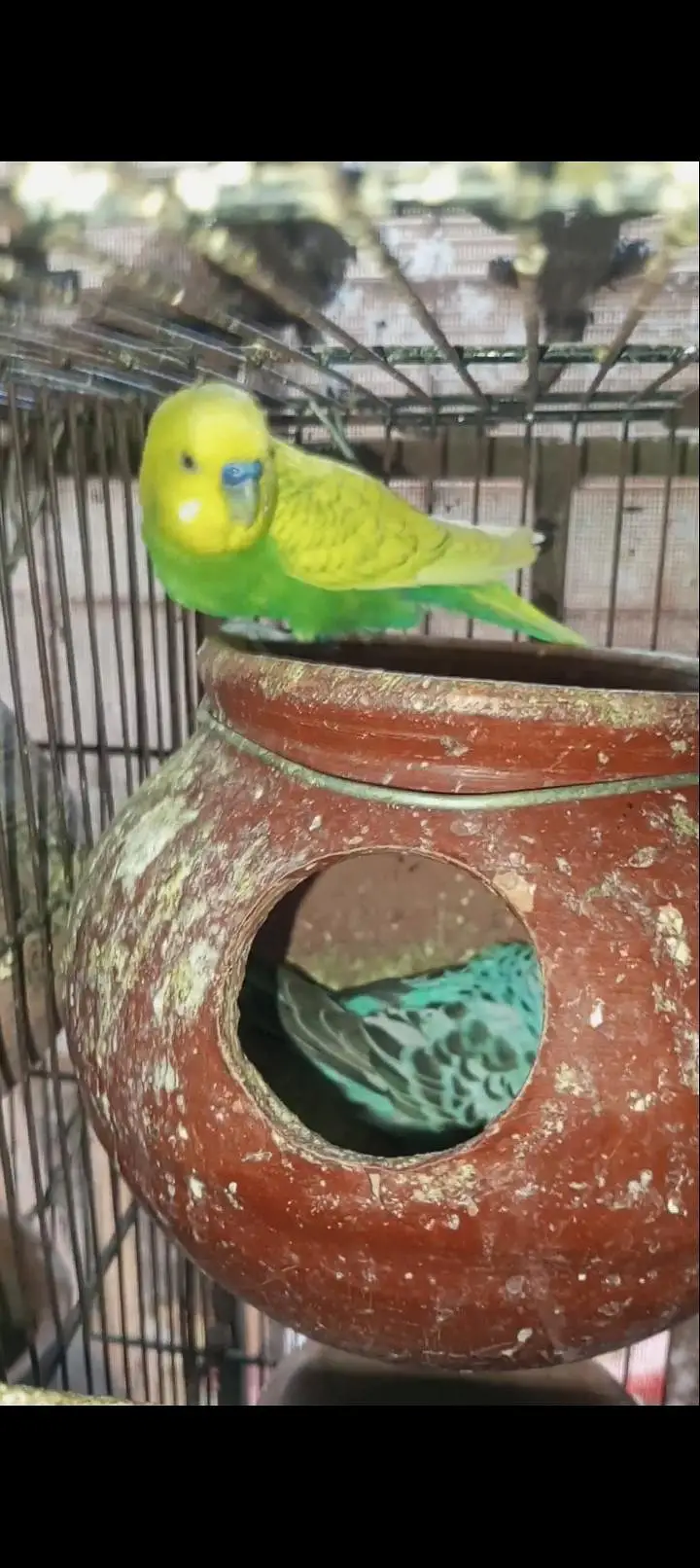 Rainbow budgies Breader Pair for sale — photo 2