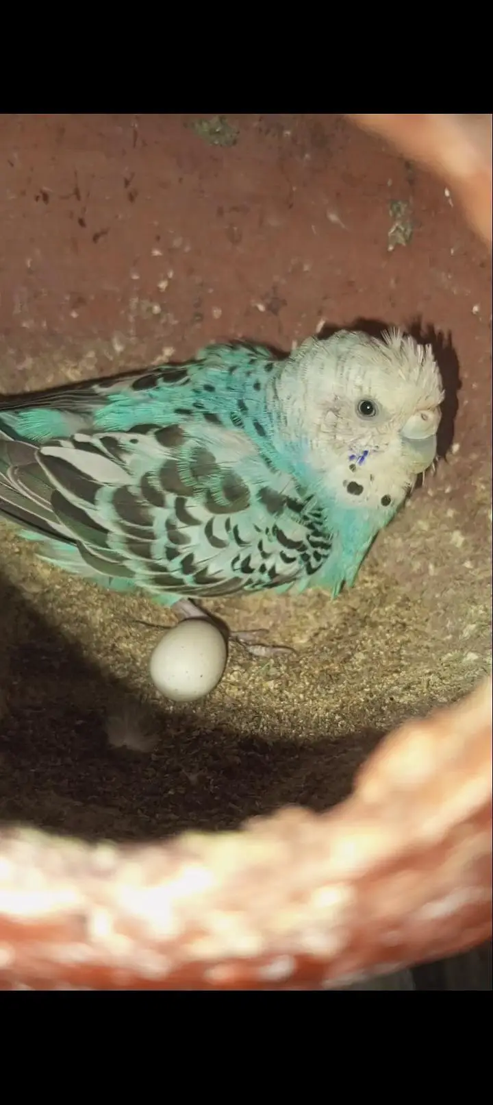 Rainbow budgies Breader Pair for sale — photo 3
