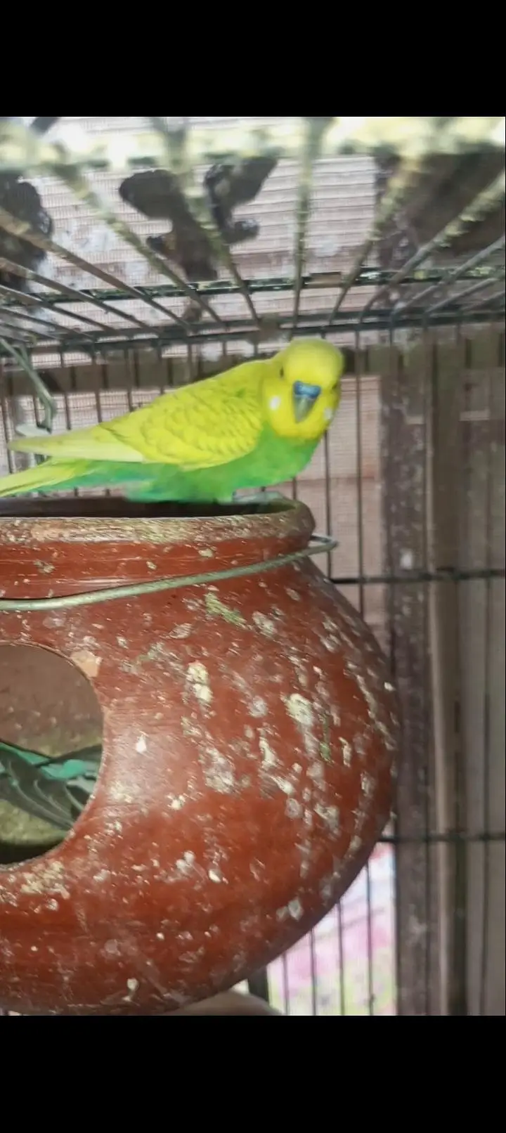 Rainbow budgies Breader Pair for sale — photo 4