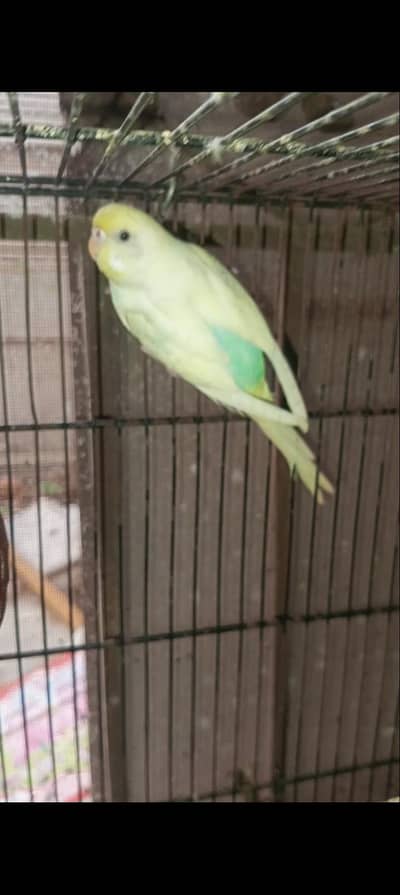 Rainbow budgies Breader Pair for sale