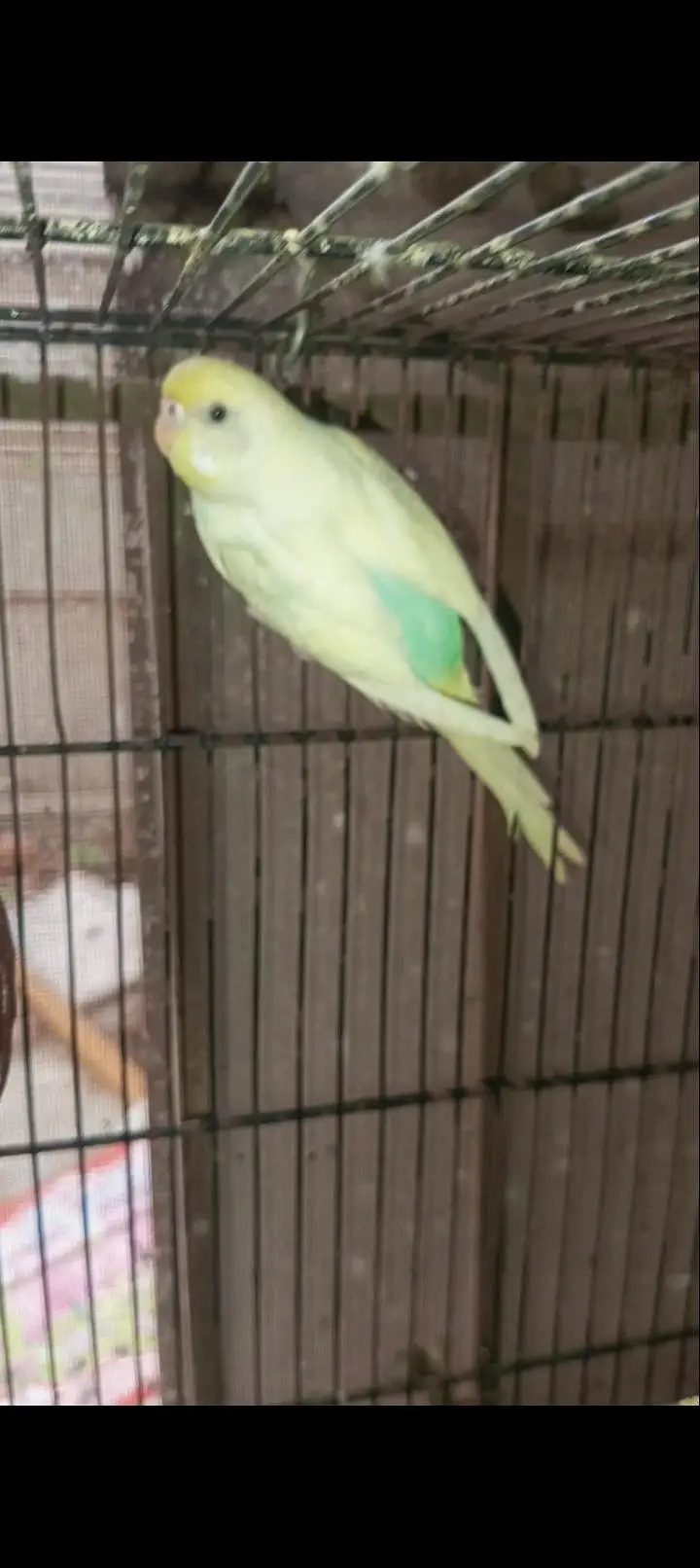 Rainbow budgies Breader Pair for sale — photo 5