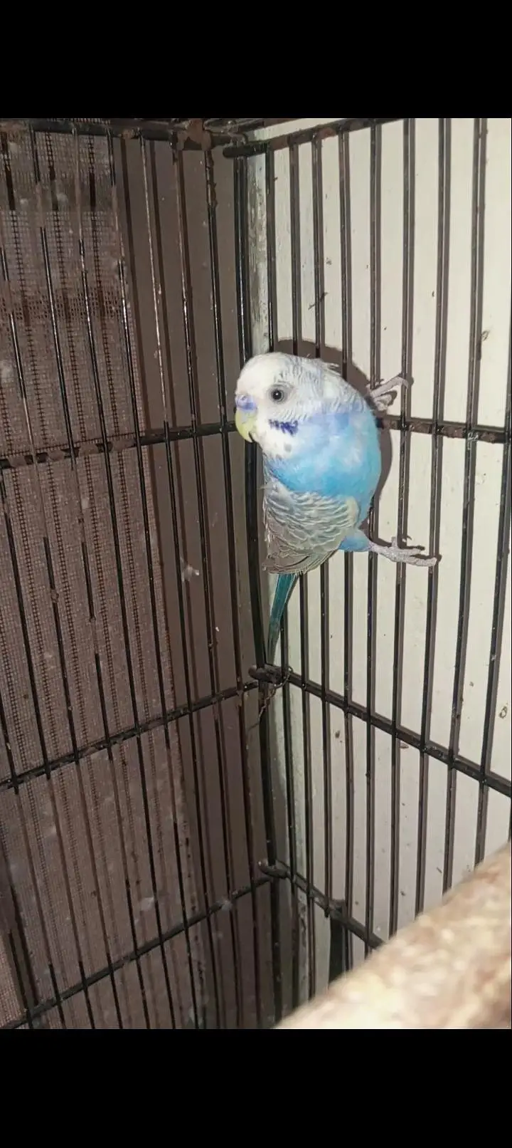 Rainbow budgies Breader Pair for sale — photo 6