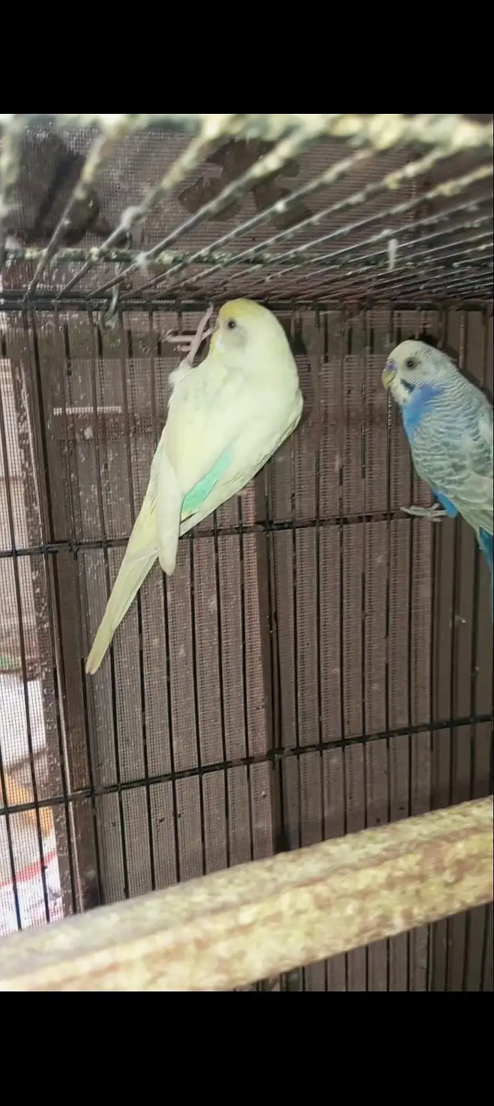 Rainbow budgies Breader Pair for sale — photo 7