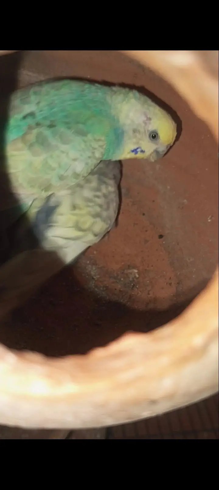 Rainbow budgies Breader Pair for sale — photo 8