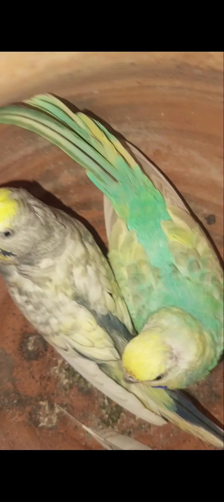 Rainbow budgies Breader Pair for sale — photo 9