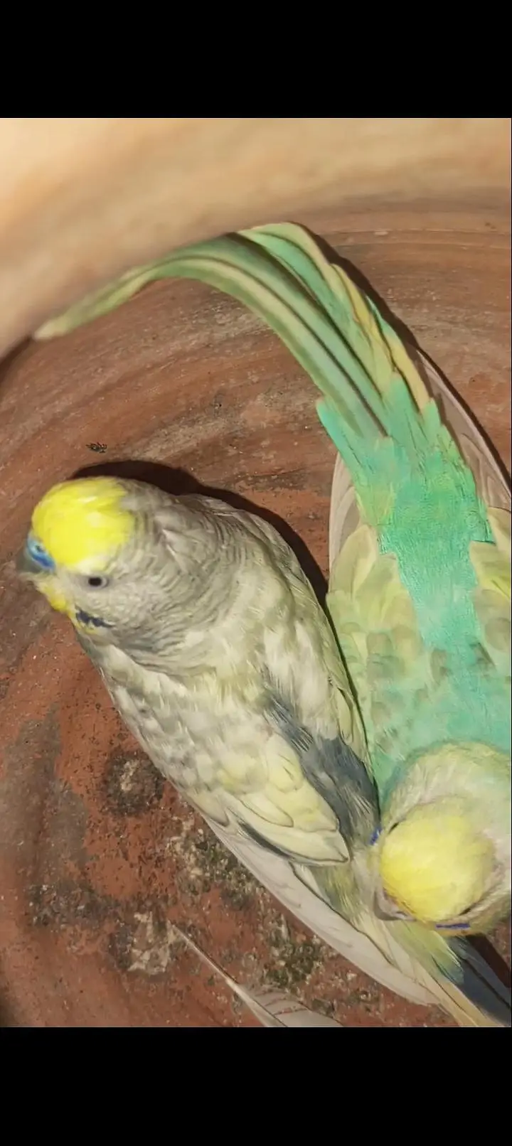 Rainbow budgies Breader Pair for sale — photo 10