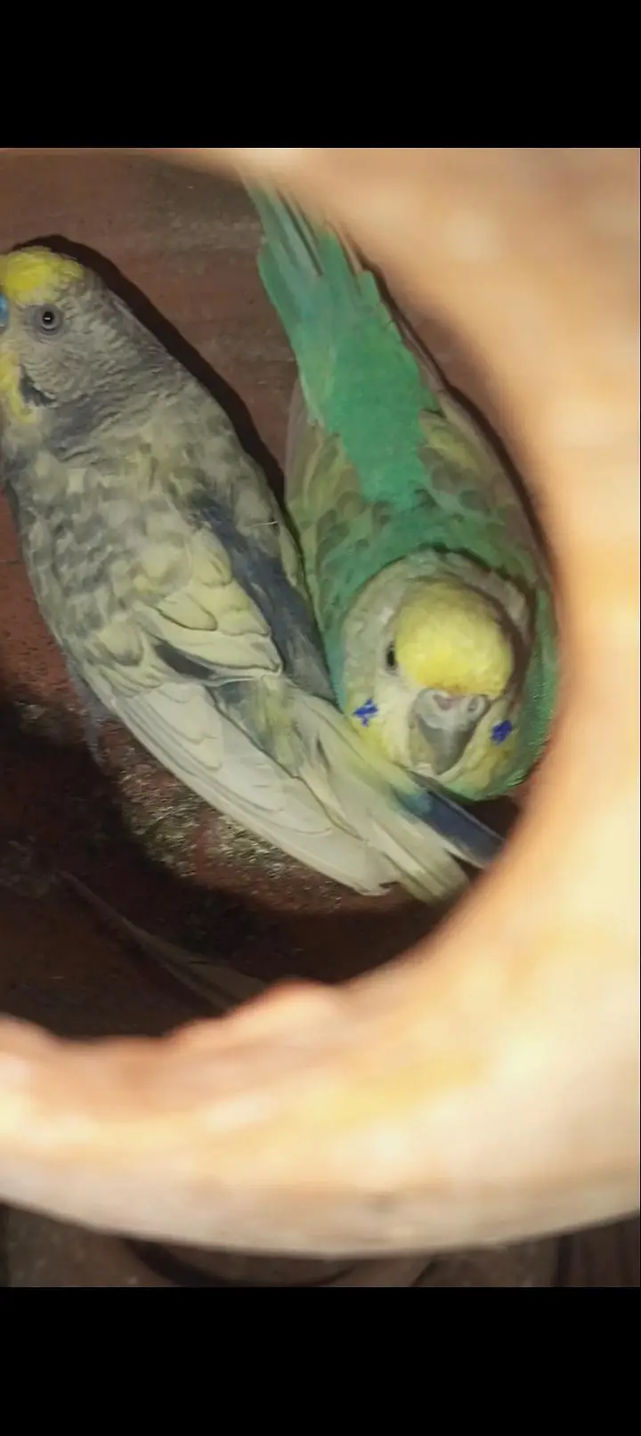 Rainbow budgies Breader Pair for sale — photo 11