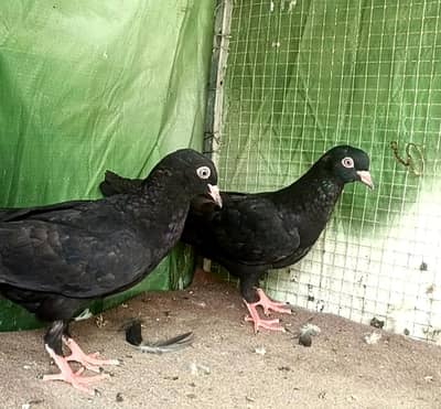 kala zakh pair age 60 day