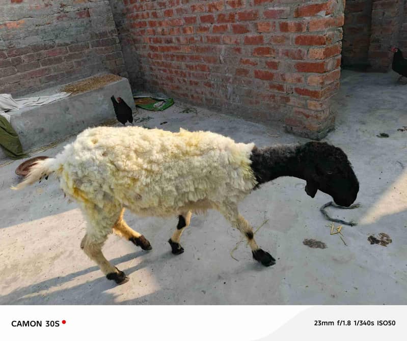 bakri 0