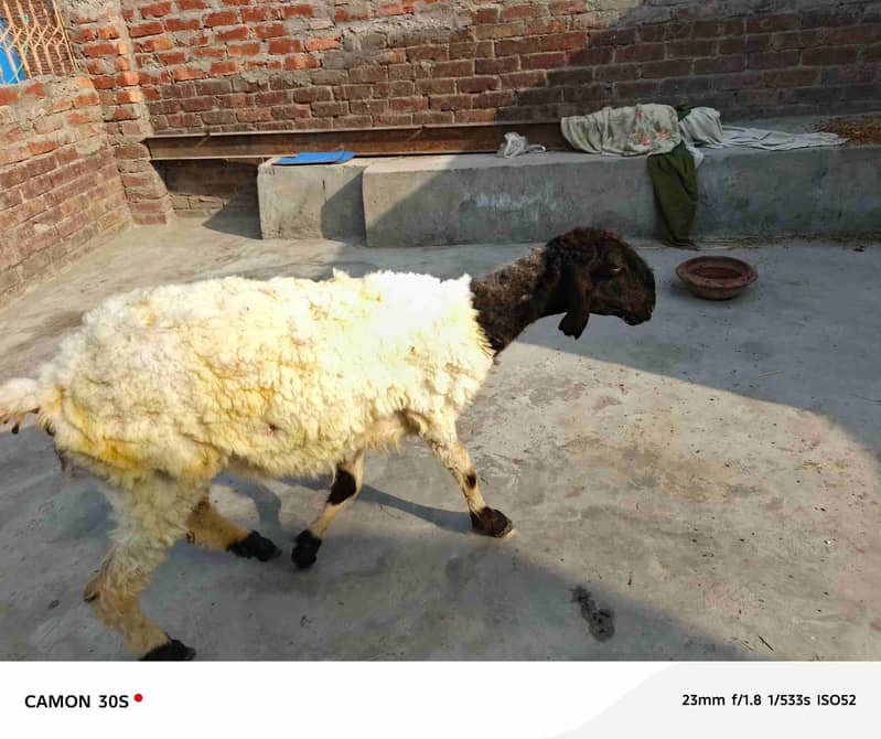 bakri 1