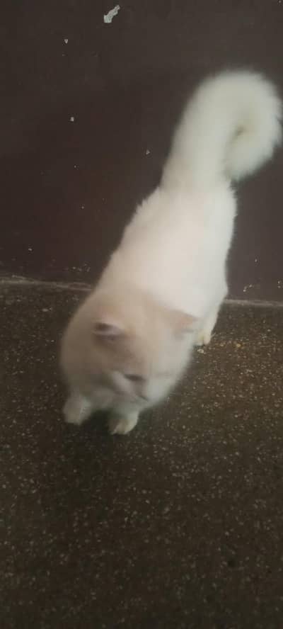 Persian cat