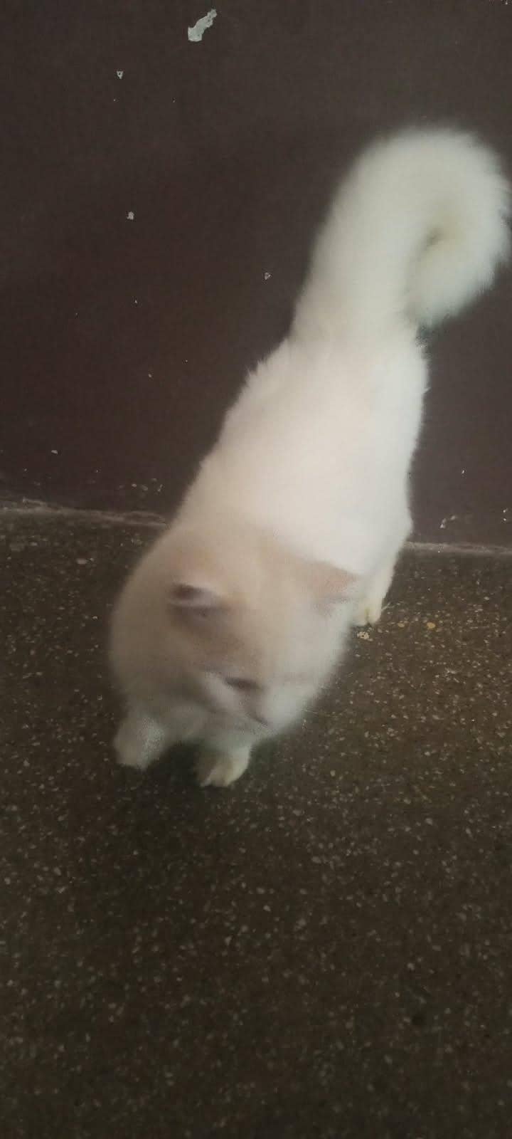 Persian cat 0