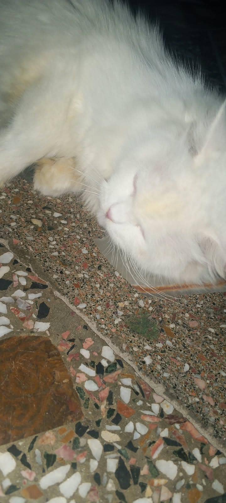 Persian cat 1