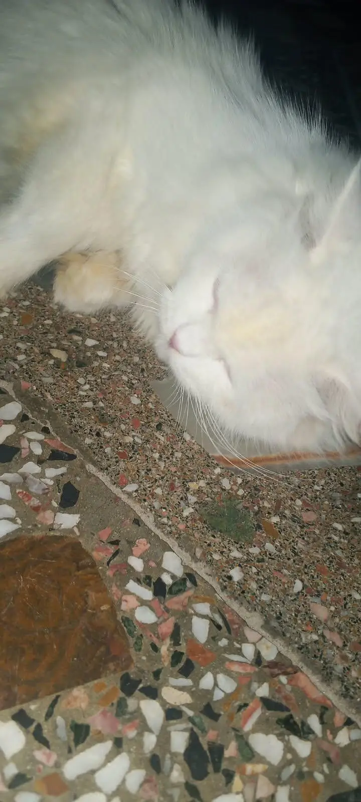 Persian cat — photo 2