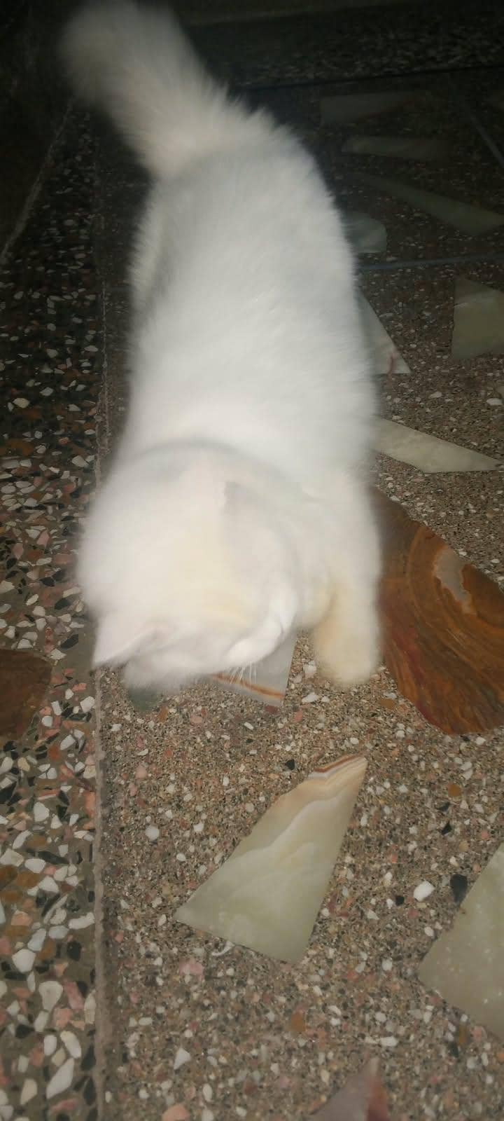 Persian cat 2