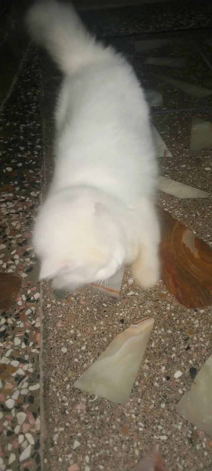 Persian cat — photo 3