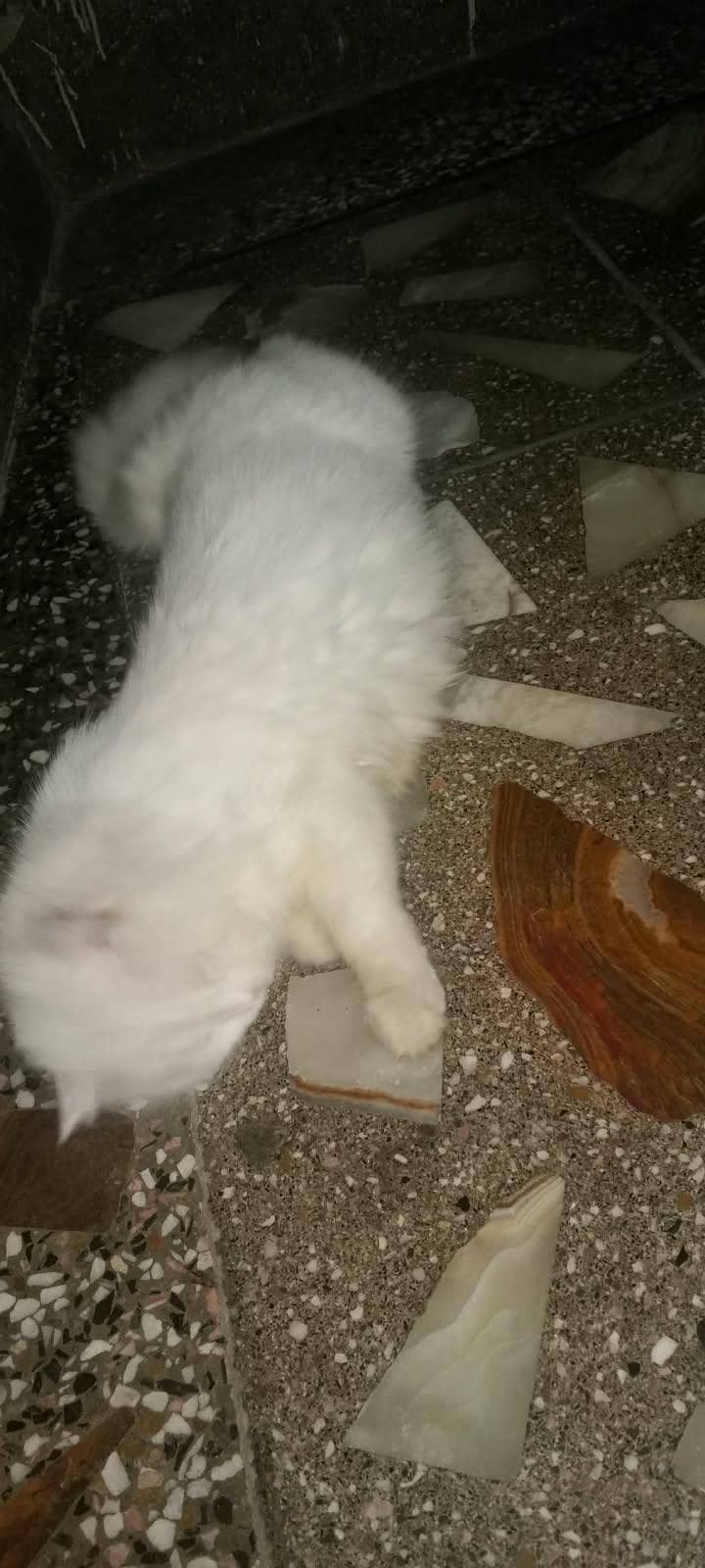 Persian cat 3