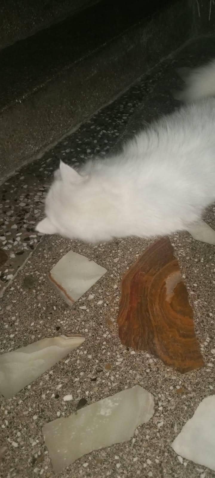 Persian cat 4