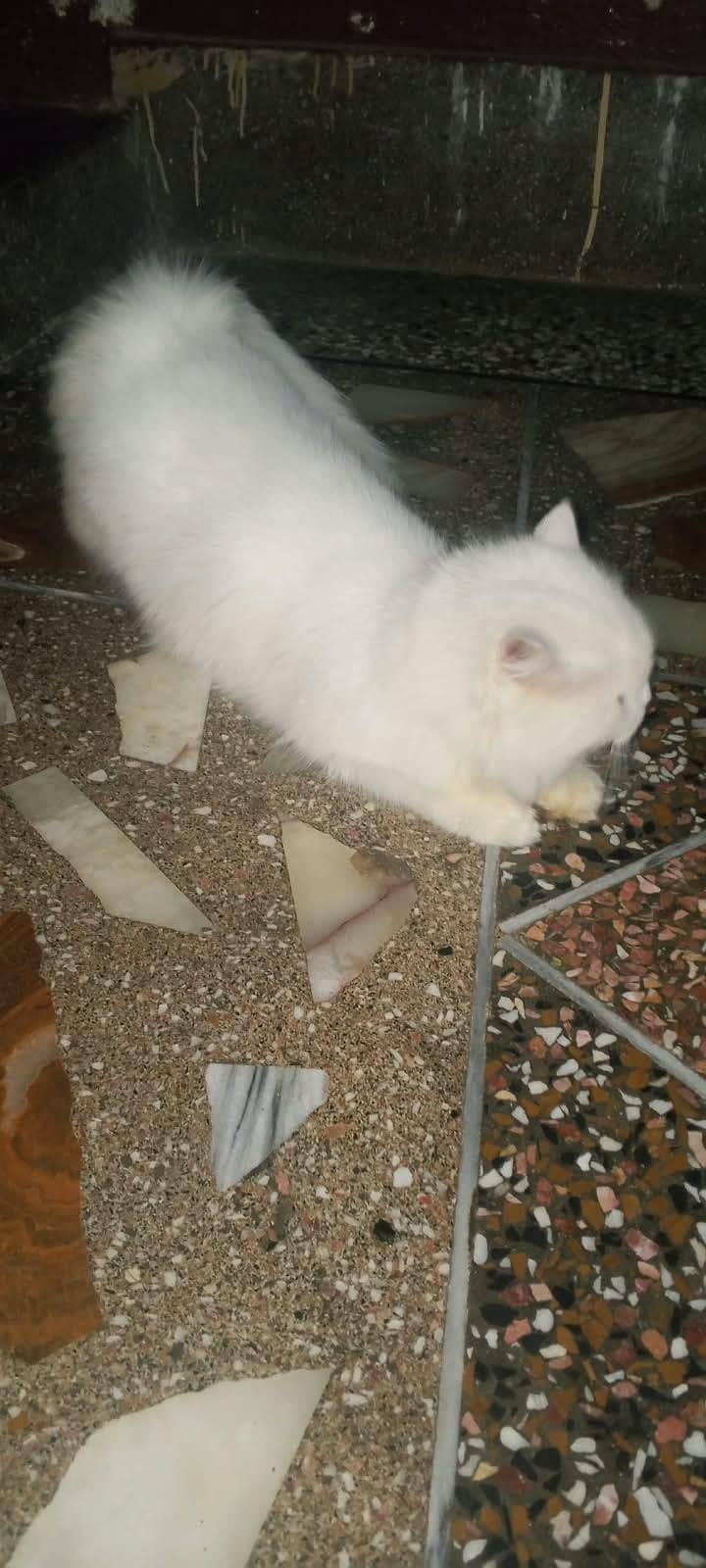 Persian cat 5