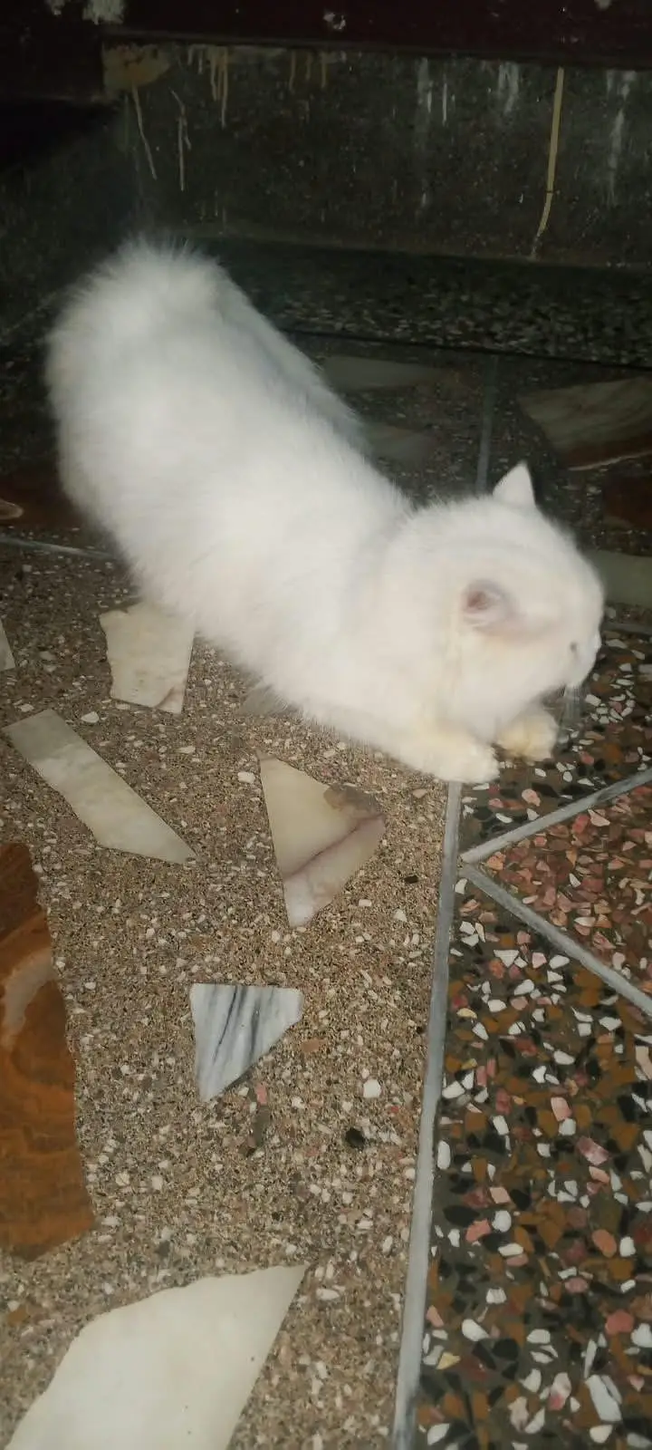 Persian cat — photo 6