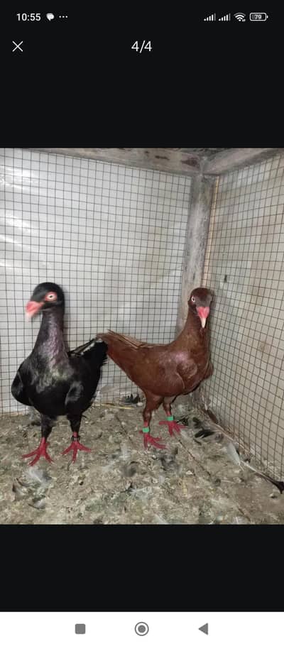 Danish pigeon (kabootar ) Breeder pair Active 03106442260