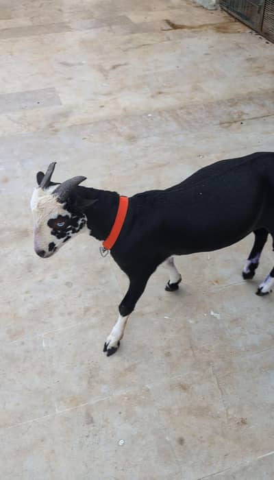 Teddq Bakra