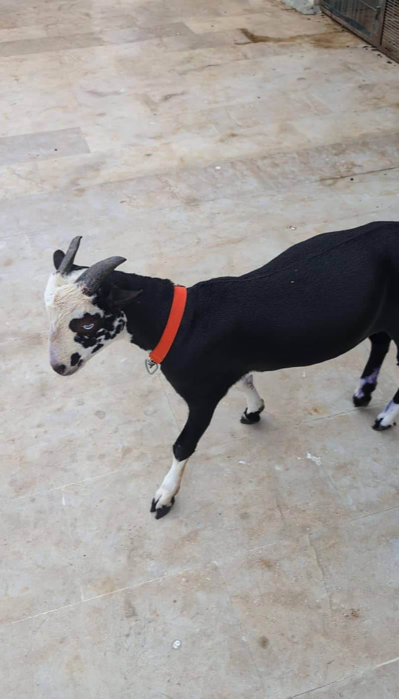 Teddq Bakra 0