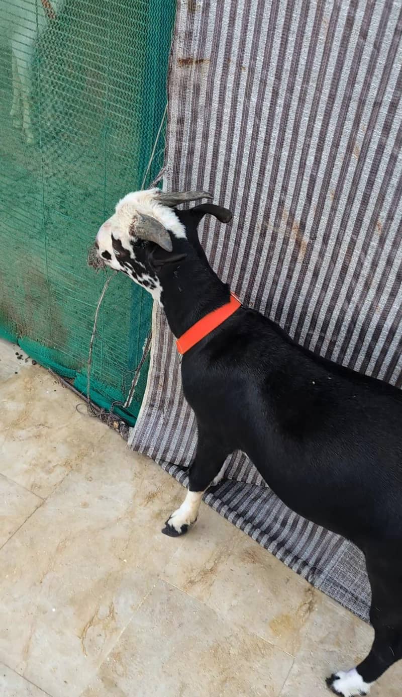 Teddq Bakra 1