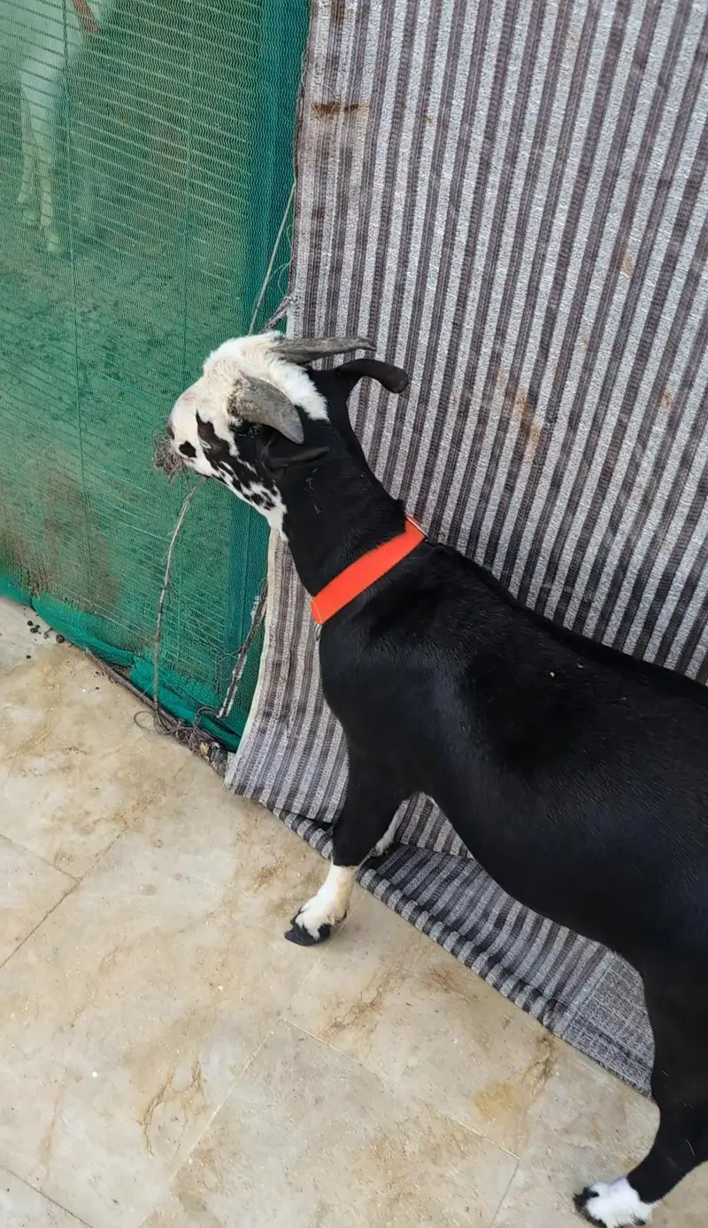Teddq Bakra — photo 2