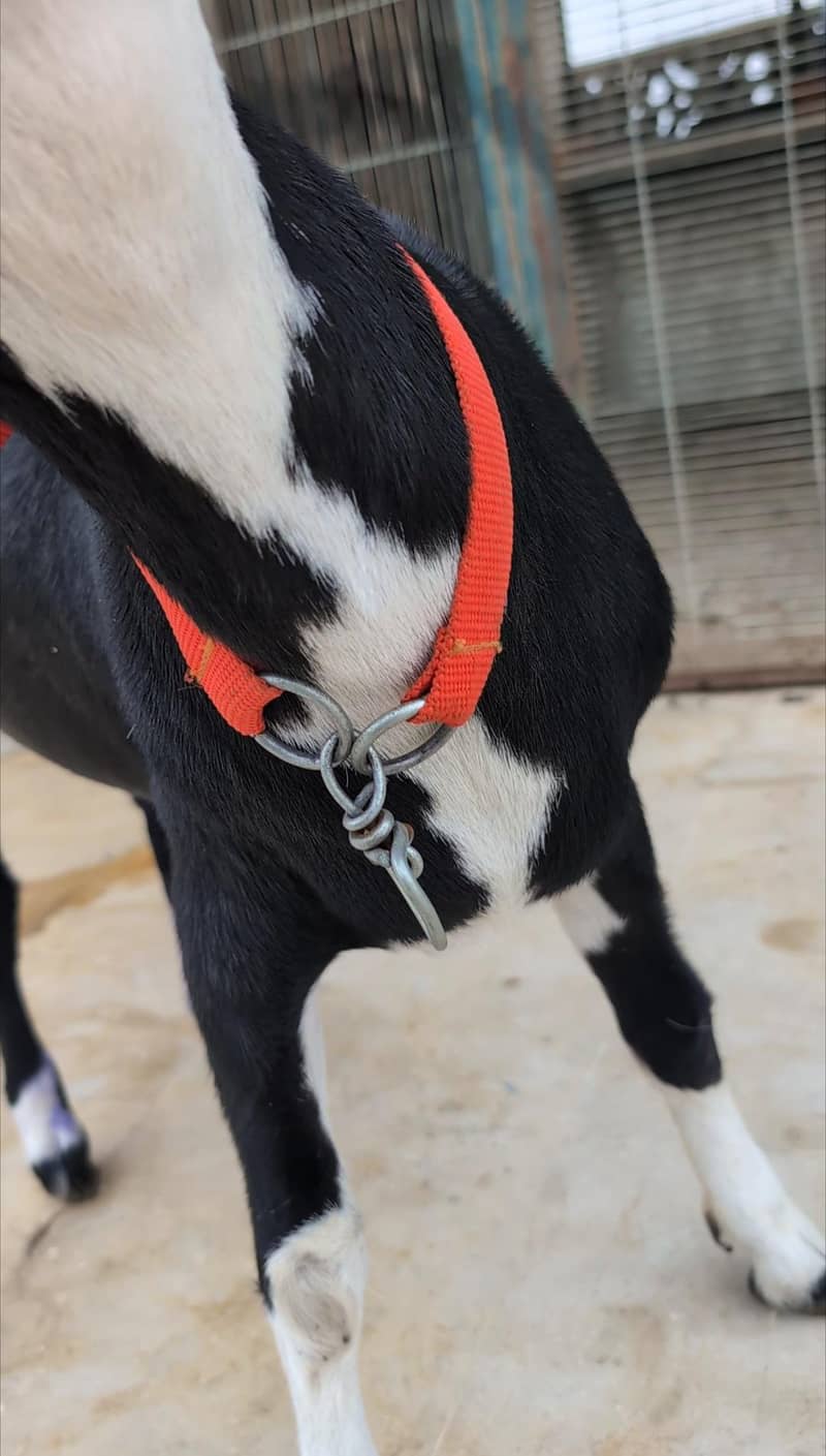 Teddq Bakra 3