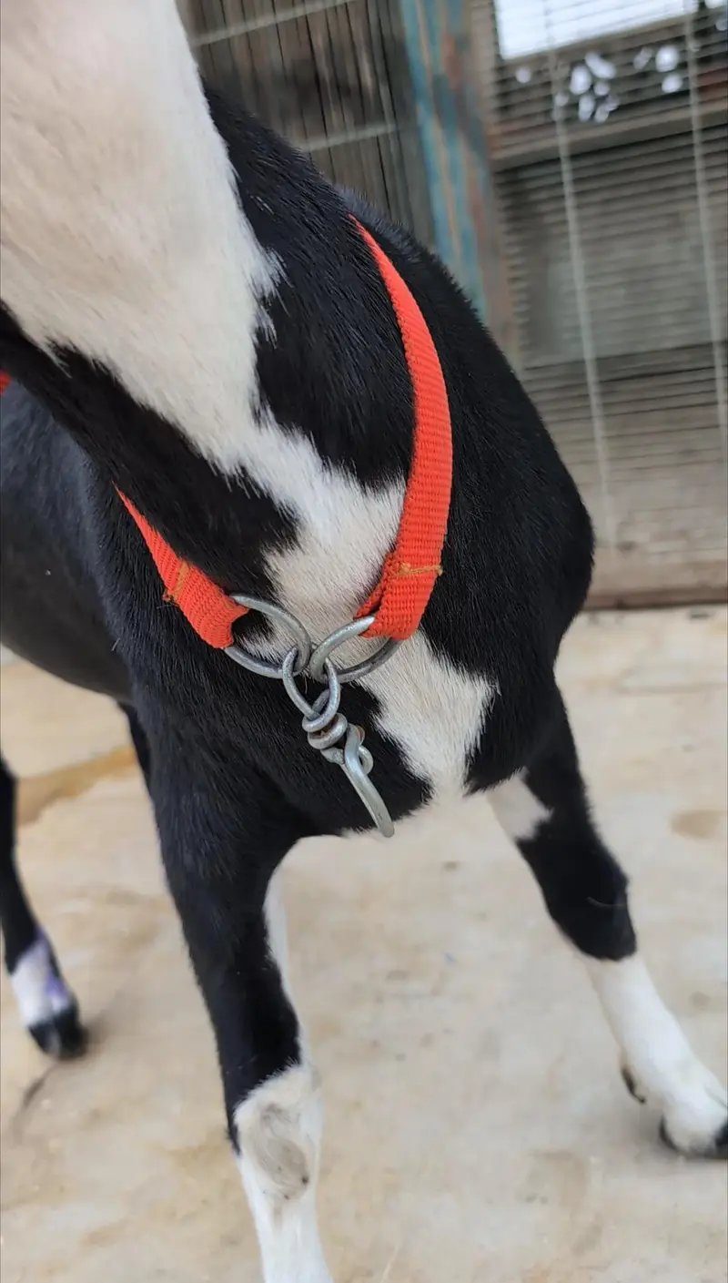 Teddq Bakra — photo 4