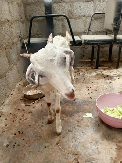 golabi tedha full jhalar wala he pink nose me