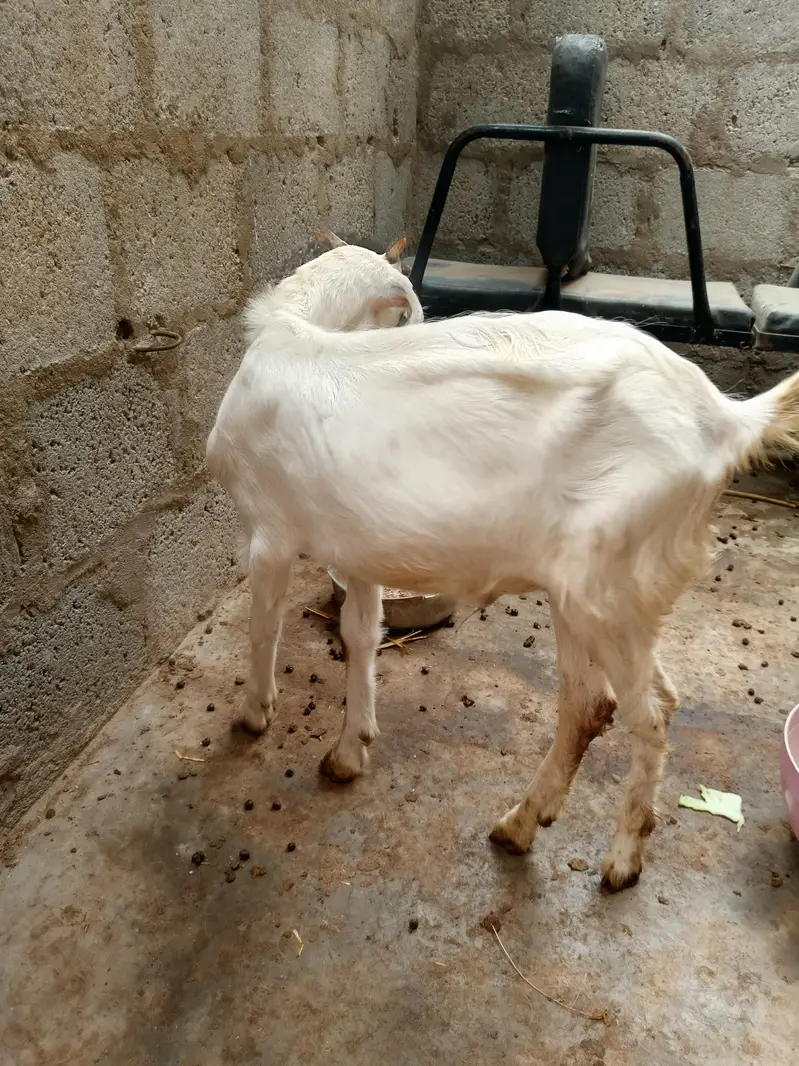 golabi tedha full jhalar wala he pink nose me — photo 2