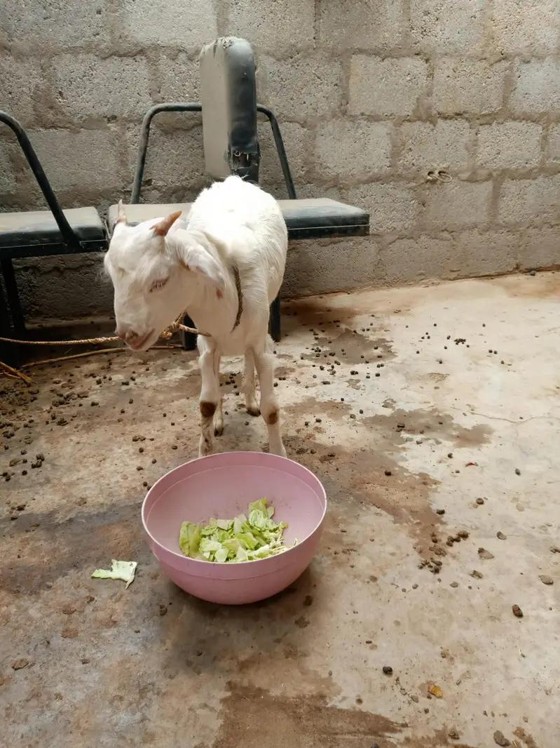golabi tedha full jhalar wala he pink nose me — photo 3