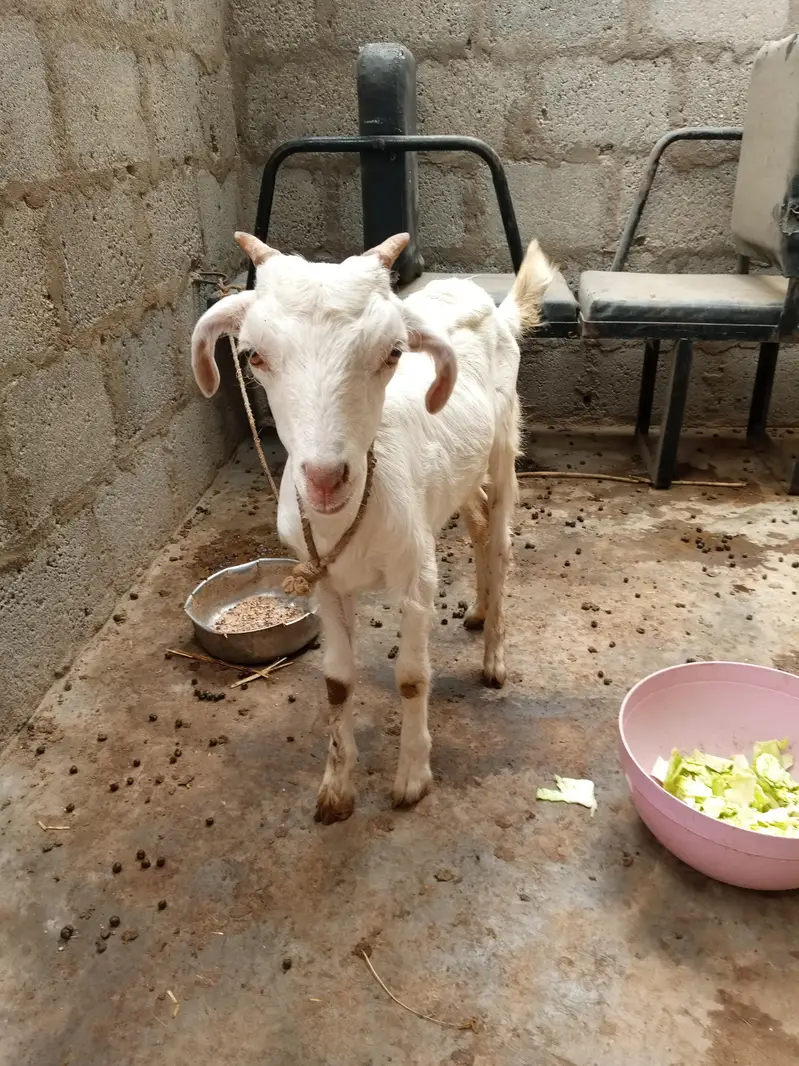 golabi tedha full jhalar wala he pink nose me — photo 6