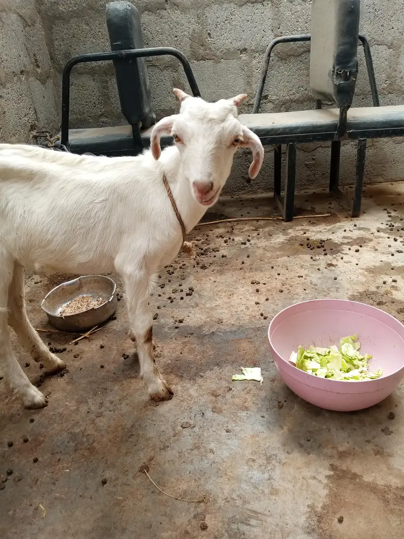 golabi tedha full jhalar wala he pink nose me — photo 7