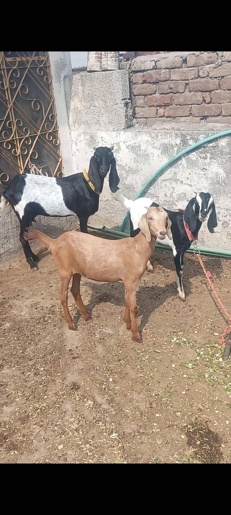 Female Beetal Dasi Goats (8 Dant) + 2 Baby Female 0