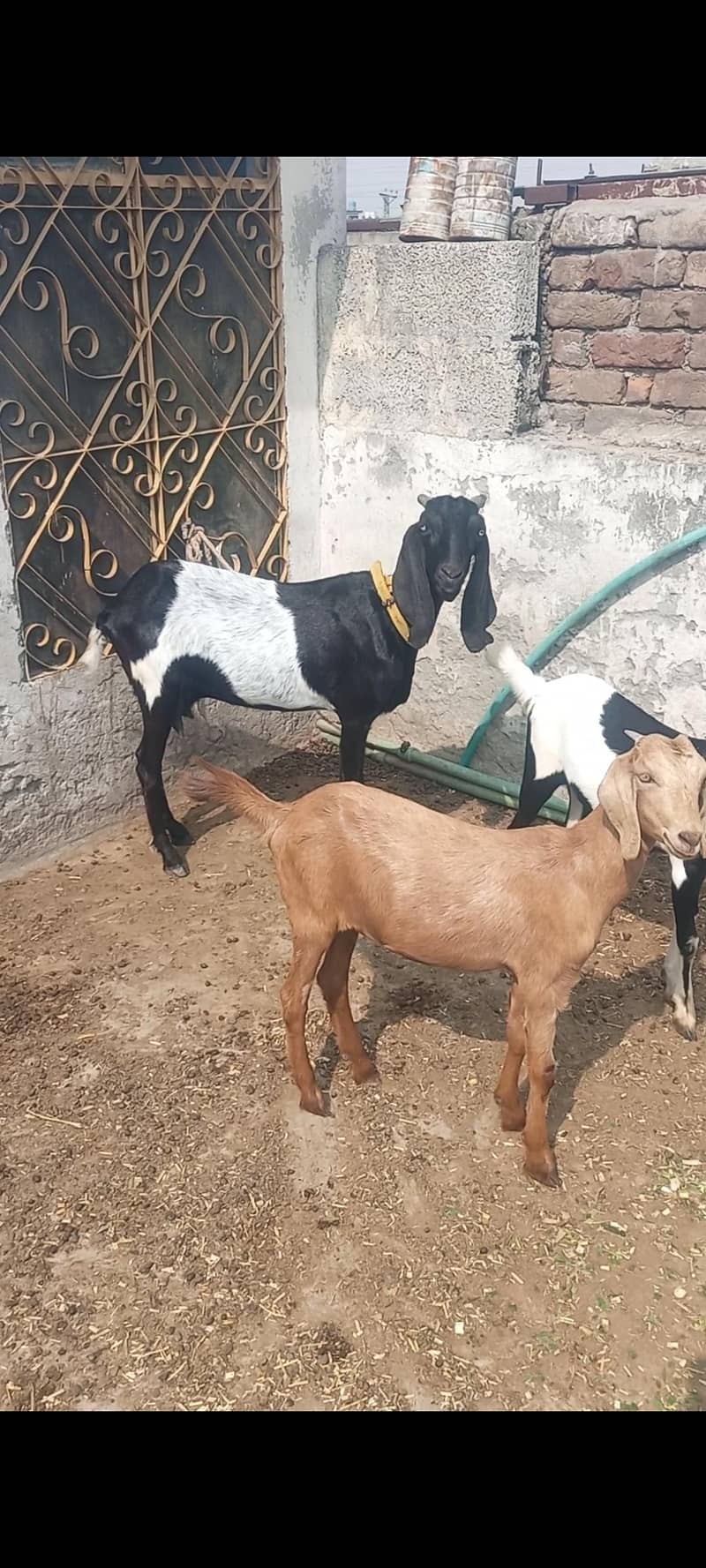Female Beetal Dasi Goats (8 Dant) + 2 Baby Female 1