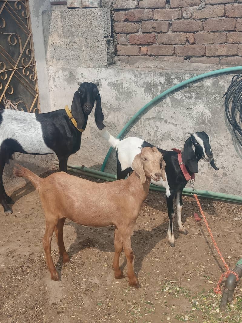 Female Beetal Dasi Goats (8 Dant) + 2 Baby Female 2
