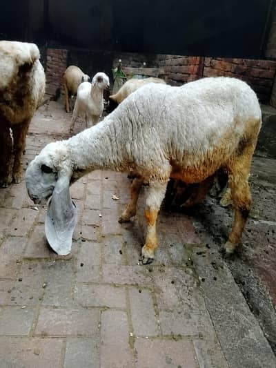 Kajli sheep 1st timer