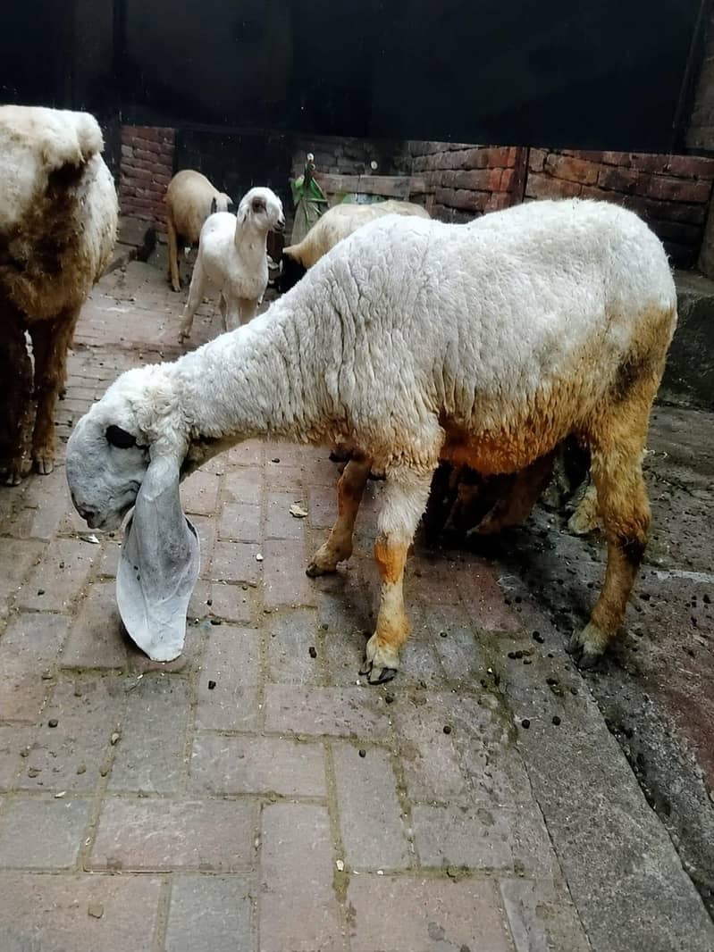 Kajli sheep 1st timer 0