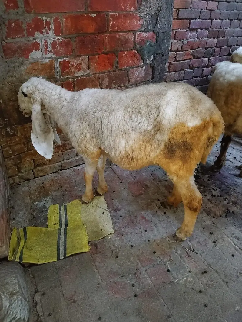 Kajli sheep 1st timer — photo 2