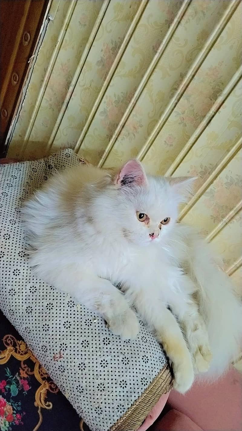 Percian cat 0