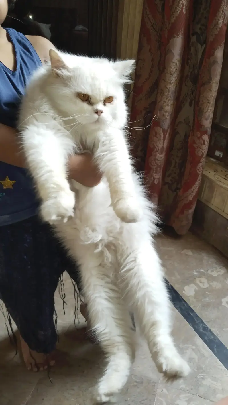 Percian cat — photo 2