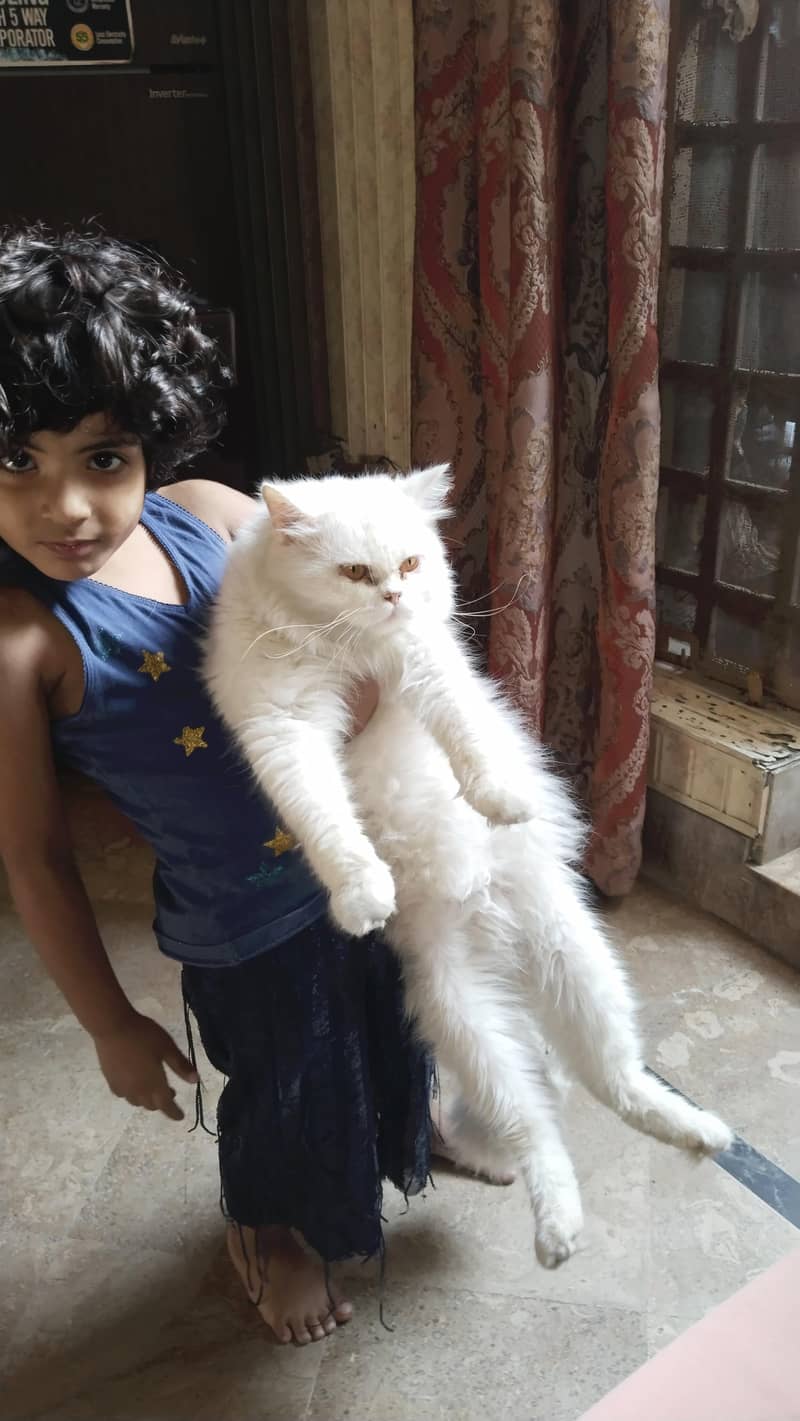 Percian cat 2