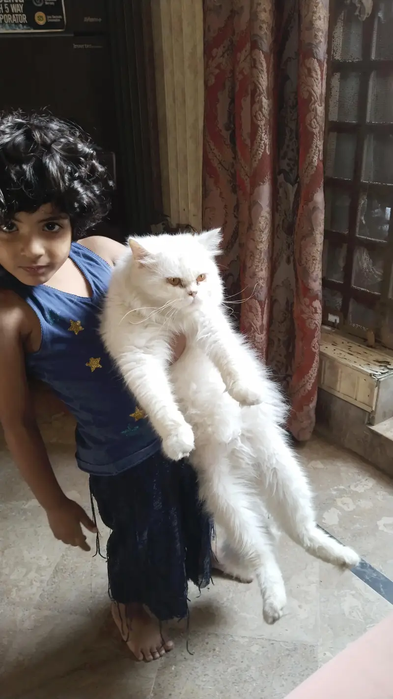Percian cat — photo 3
