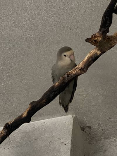 Rare Mutations Lovebird