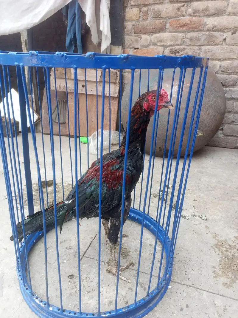Aseel madi — photo 3