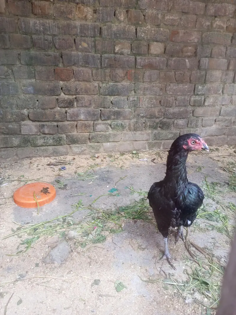 Aseel madi — photo 5